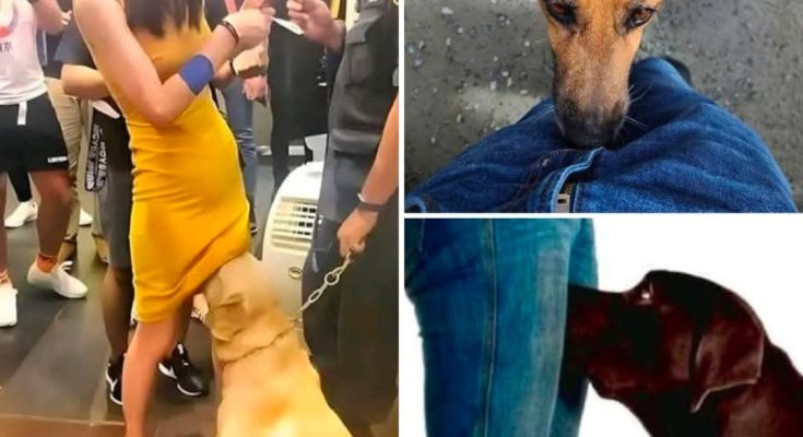 If your dog is sniffing your genital area, it means you have…see more